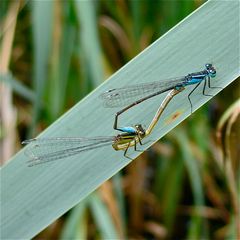 Paarung der Großen Pechlibelle (Ischnura elegans)