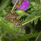 Paarung der Großen Sumpfschwebfliege