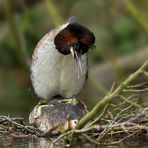 paarung der haubentaucher ( podiceps cristatus ) I