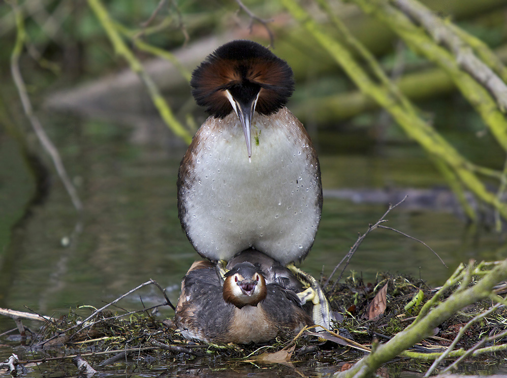 paarung der haubentaucher ( podiceps cristatus ) II