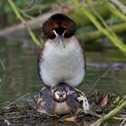 paarung der haubentaucher ( podiceps cristatus ) II