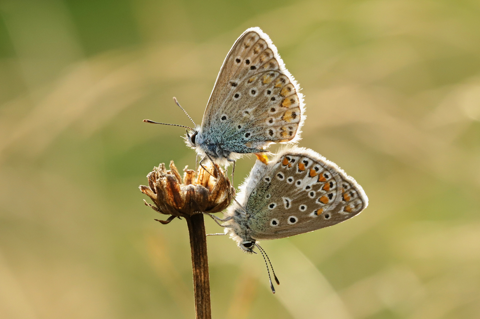 Paarung der Hauchechelbläulinge (2018_09_05_EOS 6D Mark II_6066_ji)