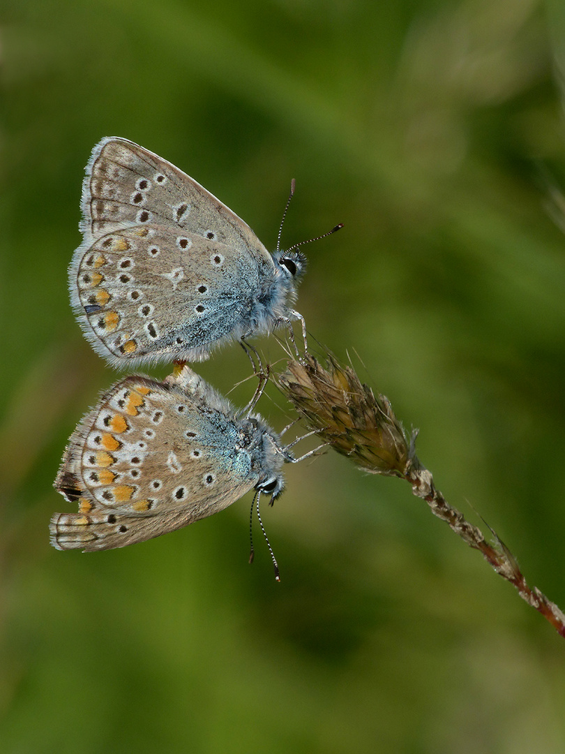 Paarung der Hauhechel-Bläulinge ( Kopula Polyommatus icarus )