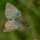 Paarung der Hauhechel-Bläulinge ( Kopula Polyommatus icarus )