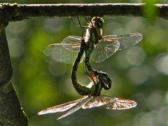 Paarung der Herbst - Mosaikjungfer (Aeshna mixta)