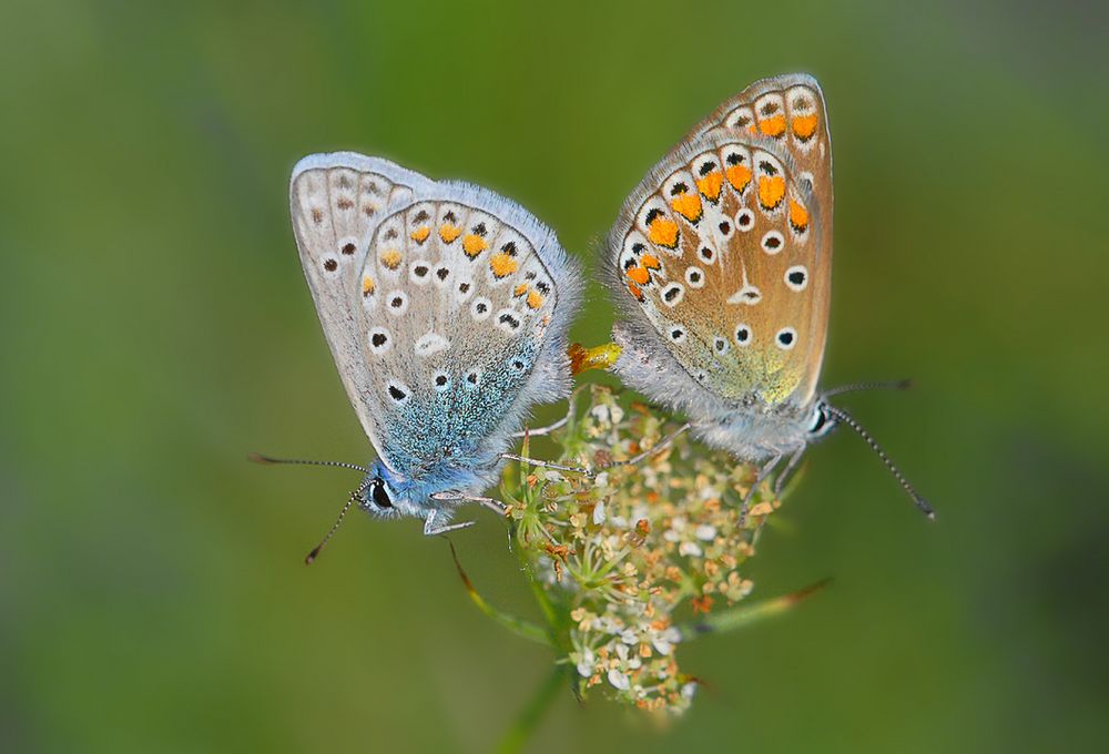 Paarung der Himmelblauen Bläulinge