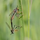 Paarung der Höcker-Habichtsfliegen