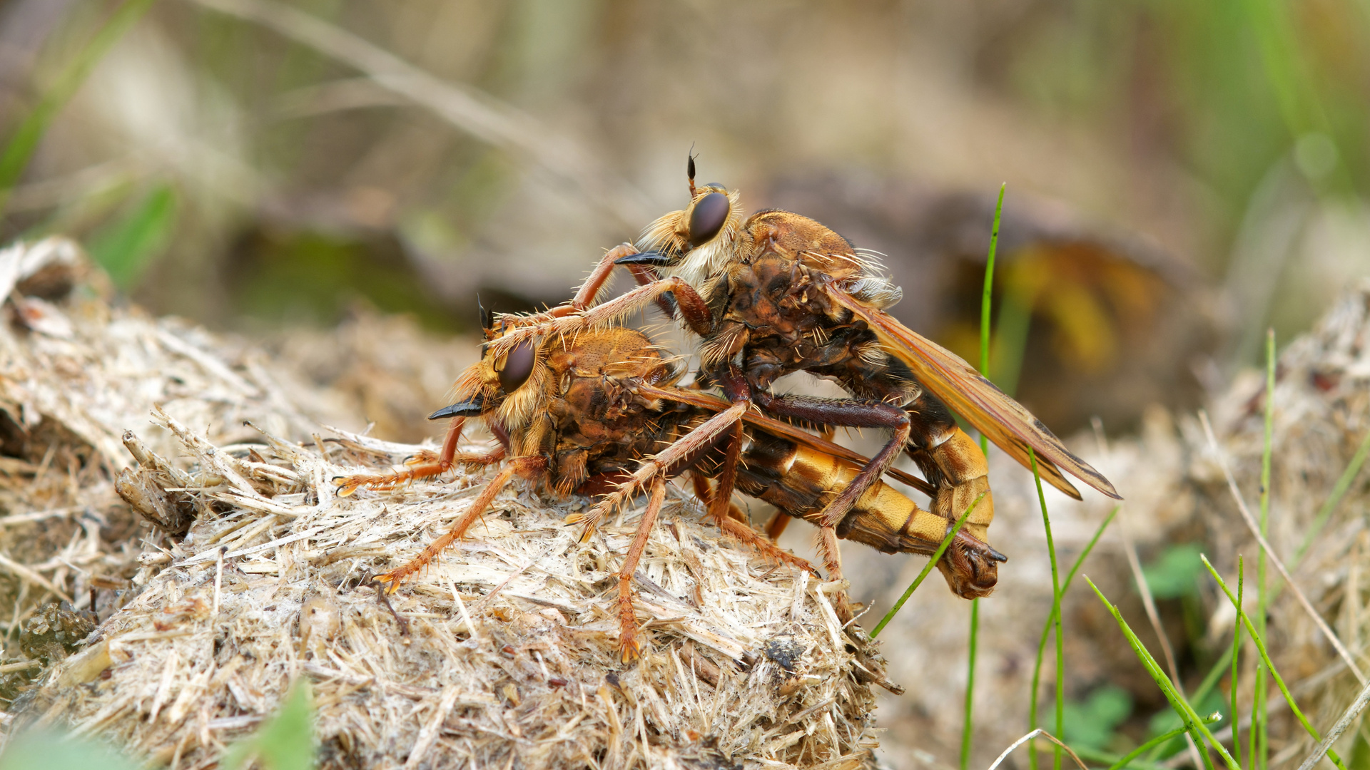 Paarung der Hornissenraubfliegen 2