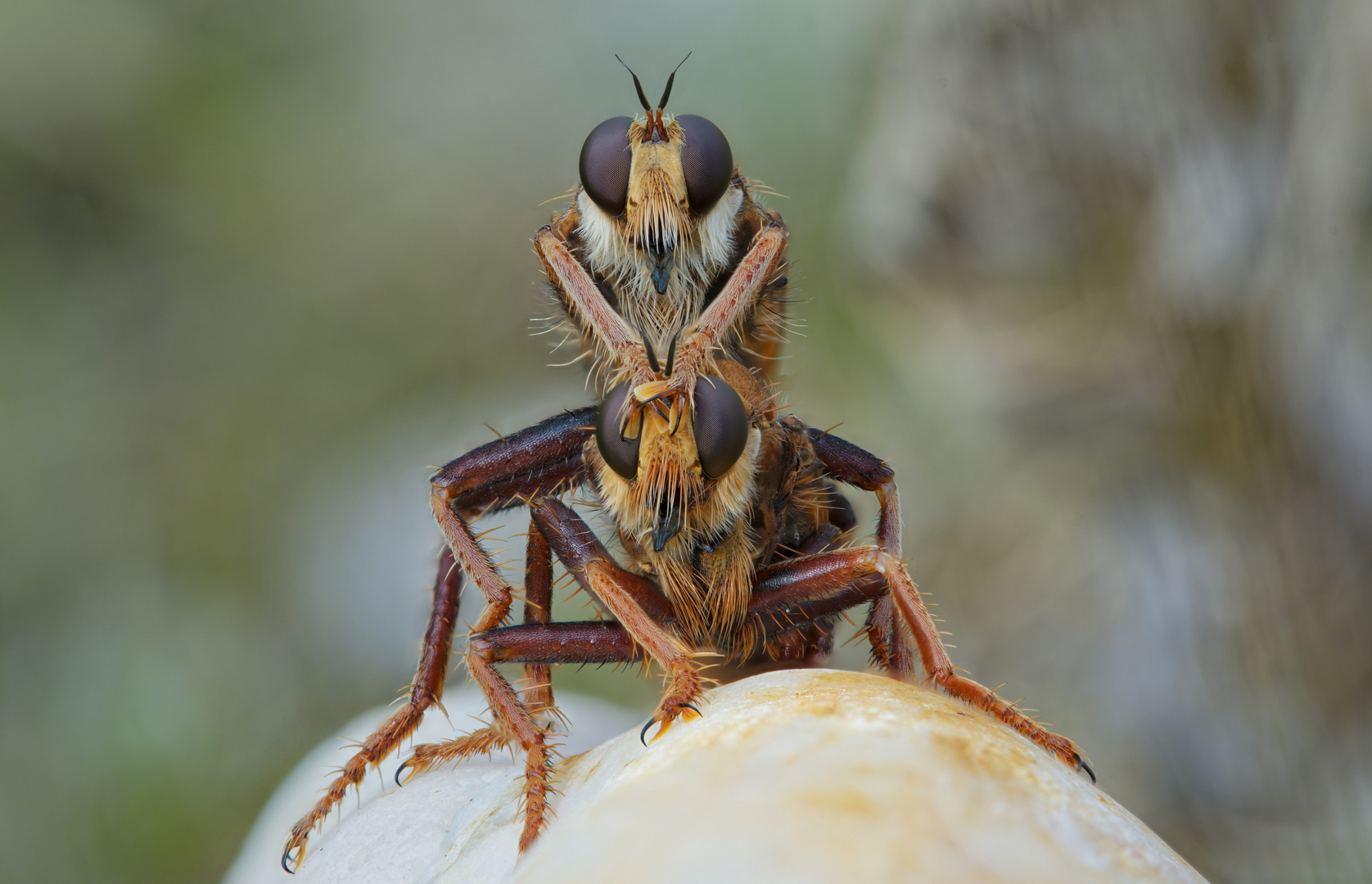 Paarung der Hornissenraubfliegen (Stackaufnahme)