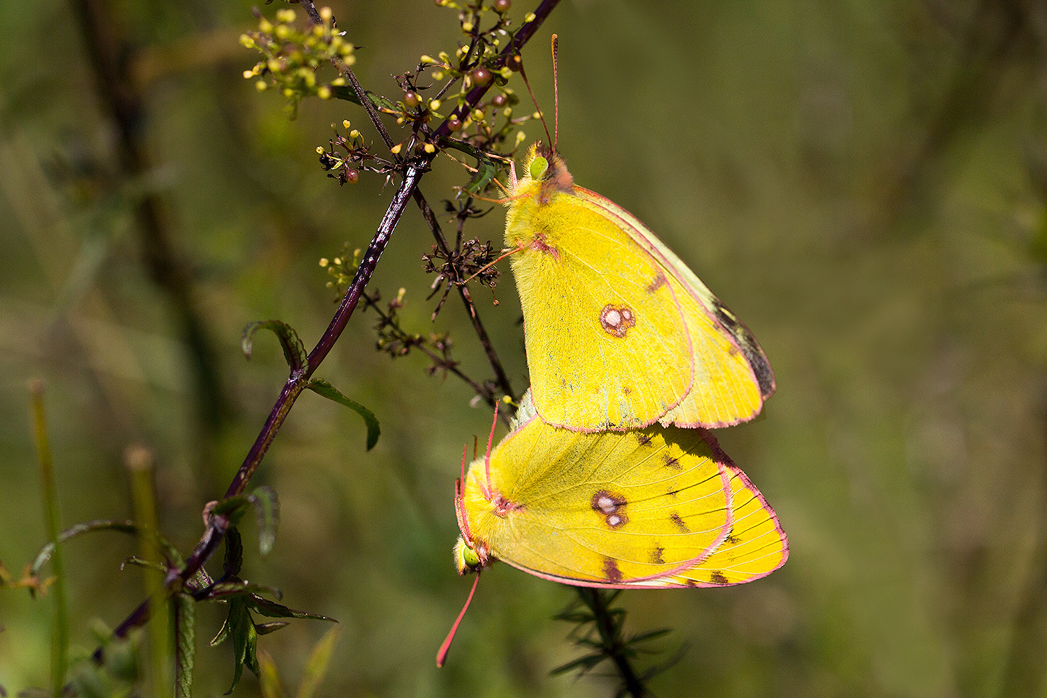 Paarung der hübschen Colias sp.