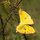 Paarung der hübschen Colias sp.