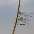 Paarung der Kleinen Binsenjungfern