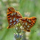 paarung der kleinen perlmuttfalter