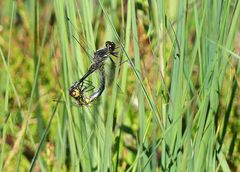 Paarung der kleinen Schwarzen Heidelibelle