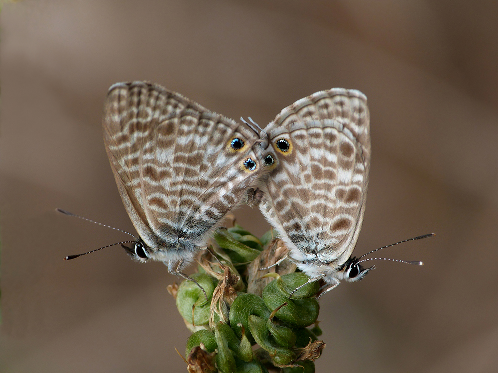 Paarung der Kleinen Wanderbläulinge ( Leptotes pirithous )