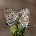 Paarung der Kleinen Wanderbläulinge ( Leptotes pirithous )