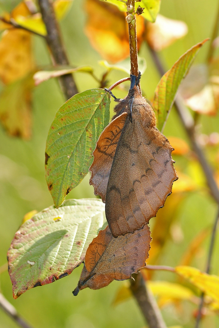 Paarung der Kupferglucken (Gastropacha quercifolia)