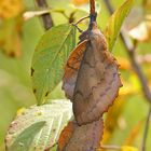 Paarung der Kupferglucken (Gastropacha quercifolia)