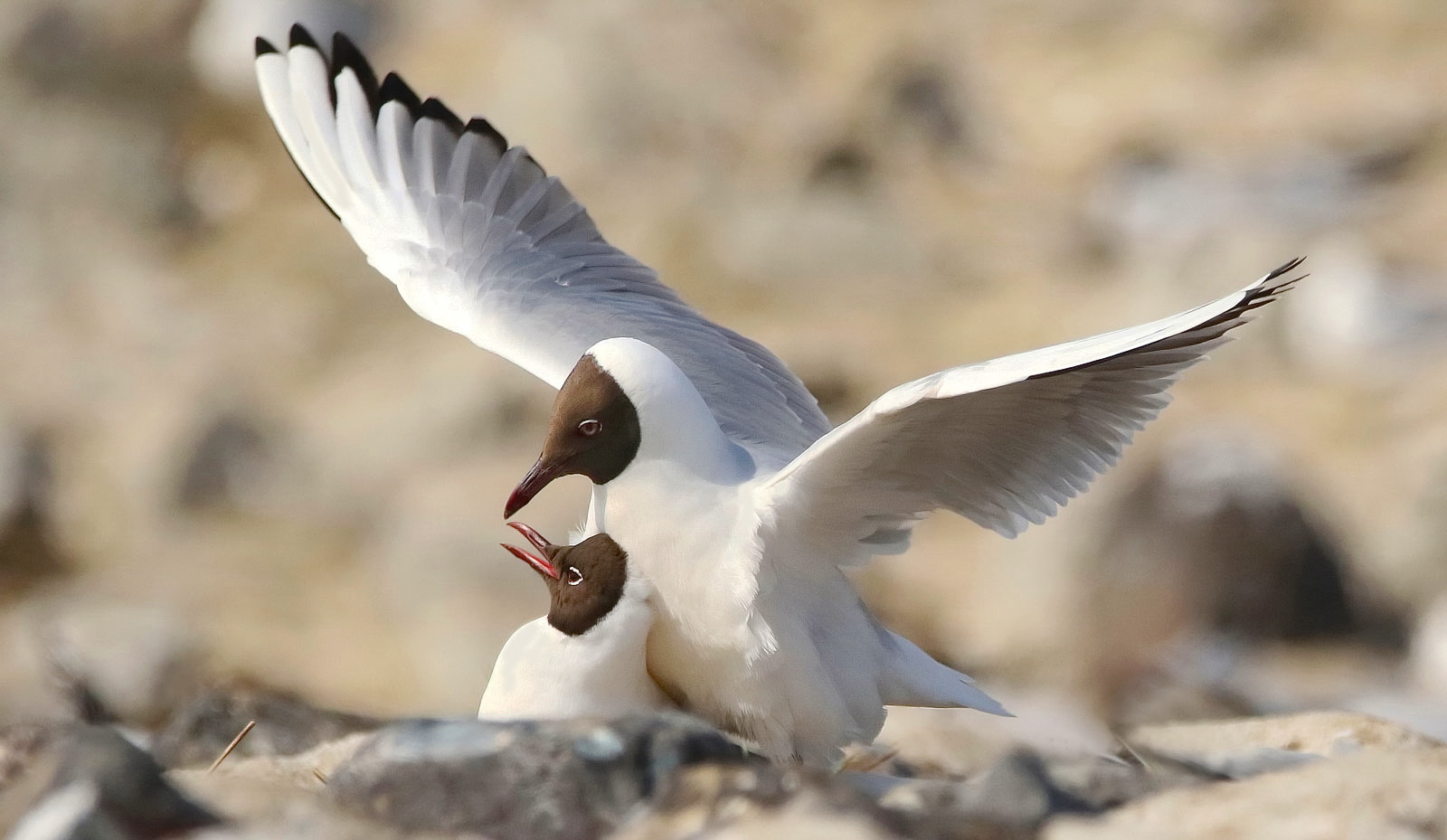 Paarung der Lachmöwen