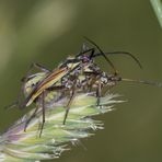 Paarung der Langhaarige Dolchwanze - Leptopterna dolabrata