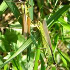 Paarung der Lauchschrecke (Mecostethus parapleurus), Männchen oben