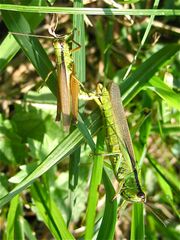 Paarung der Lauchschrecke (Mecostethus parapleurus), Männchen oben