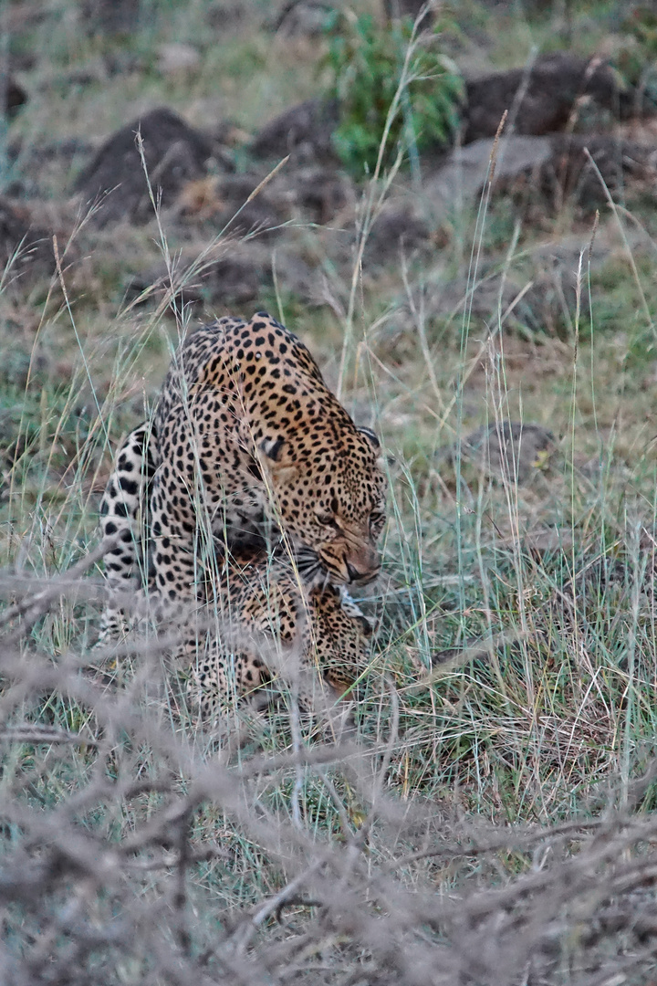 Paarung der Leoparden