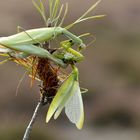 Paarung der Mantiden... Mantis religiosa - bizarre Szenen 