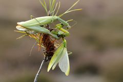 Paarung der Mantiden... Mantis religiosa - bizarre Szenen 