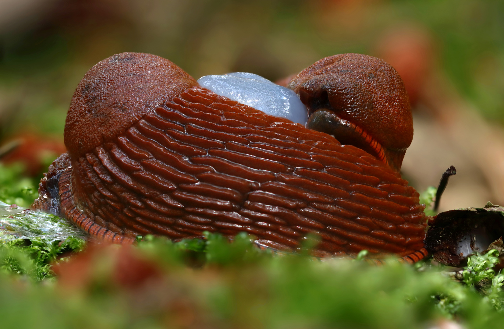 Paarung der Nacktschnecken