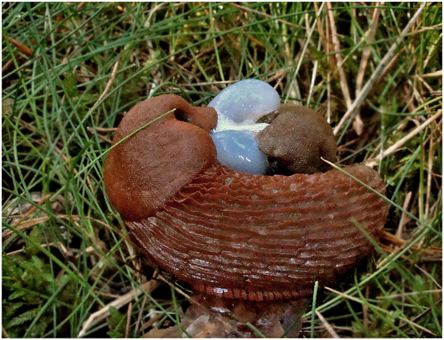 Paarung der Nacktschnecken