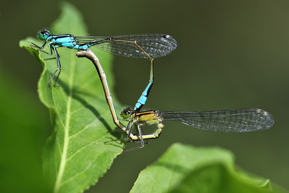 Paarung der Pechlibelle