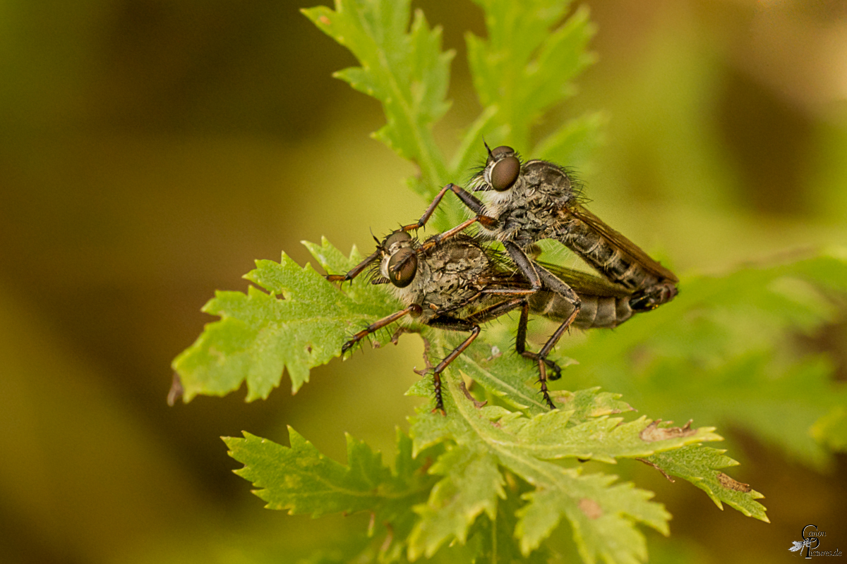 Paarung der Raubfliegen