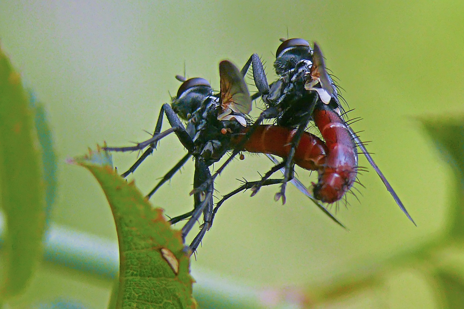 Paarung der Raupenfliege