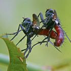 Paarung der Raupenfliege