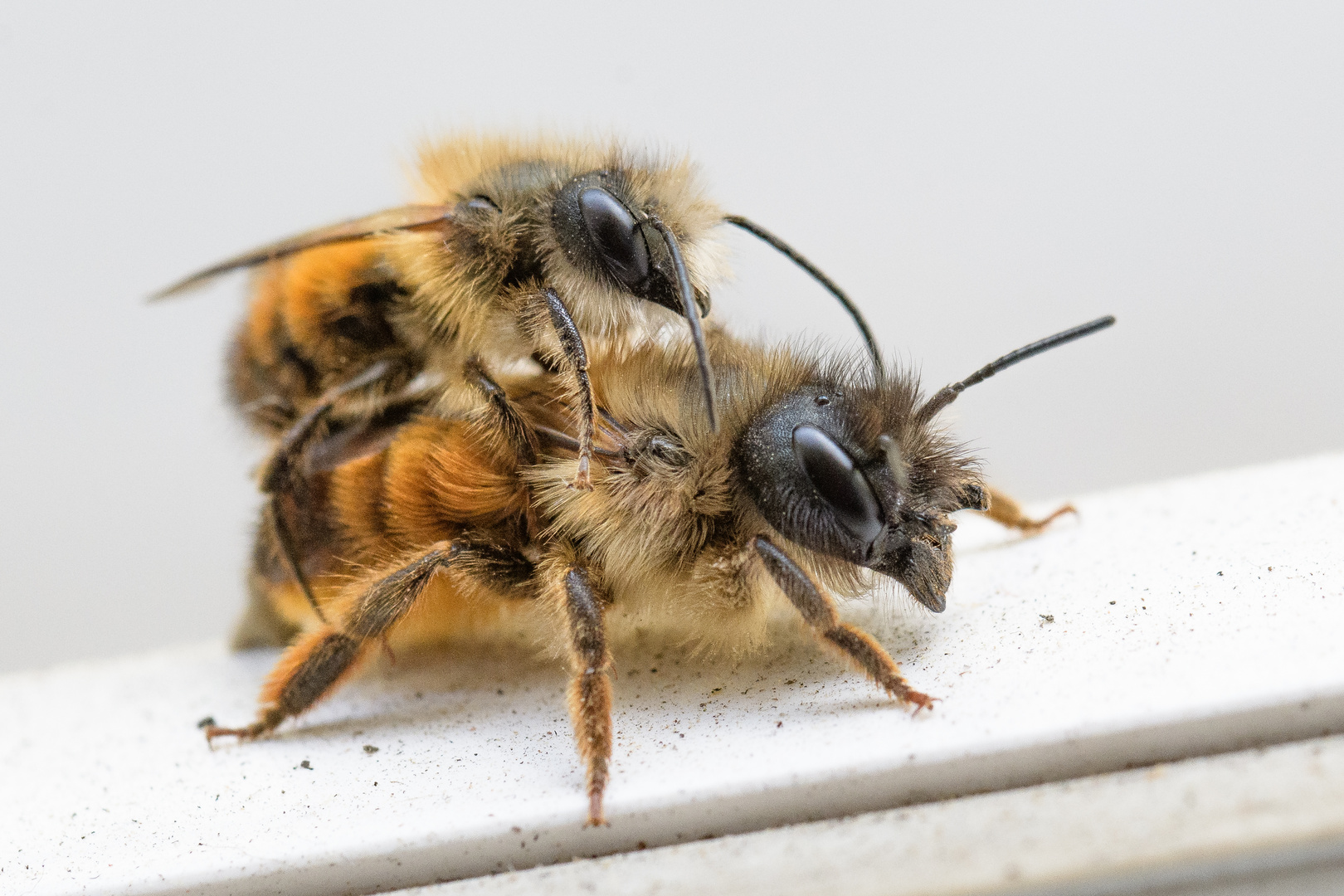 Paarung der Sandbienen