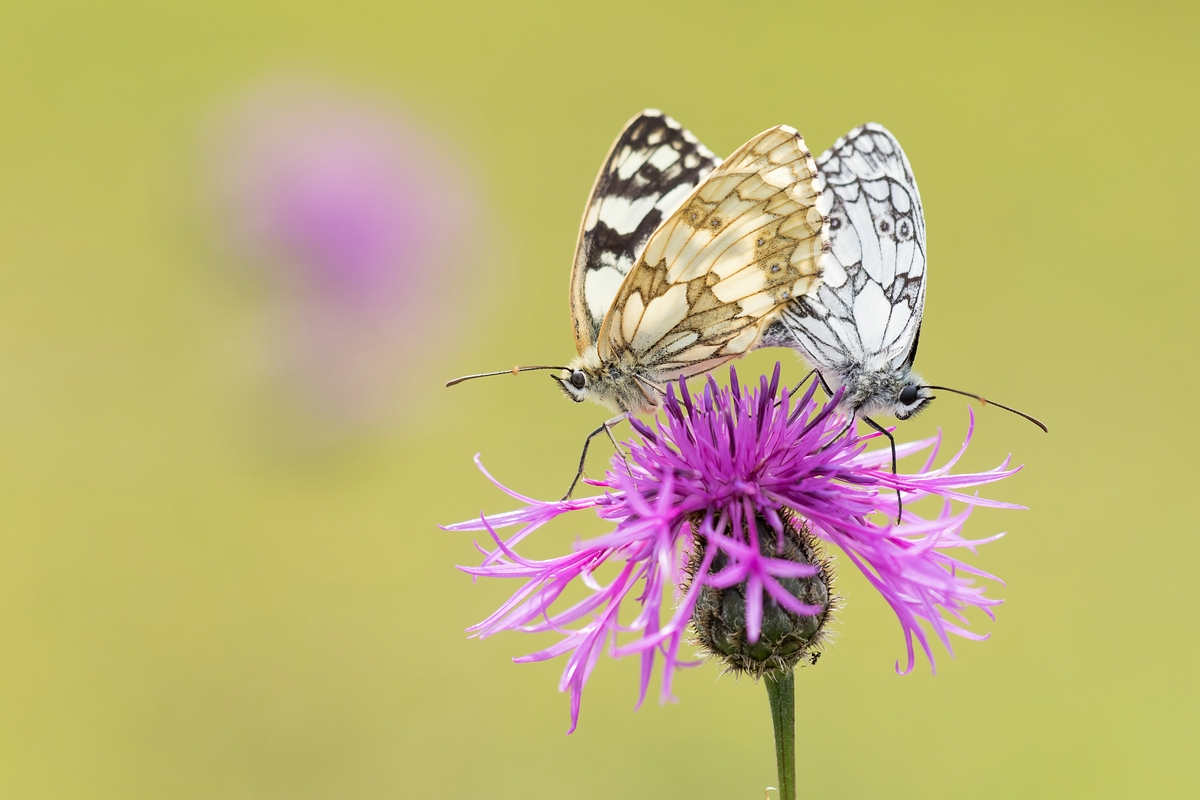 Paarung der Schachbrettfalter auf Flockenblume