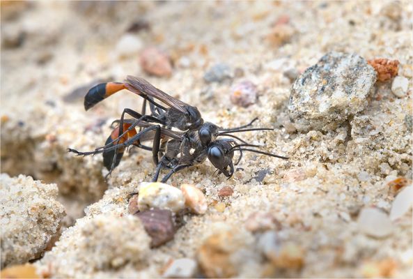 Paarung der Schlupfwespen