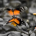 Paarung der Schmetterlinge