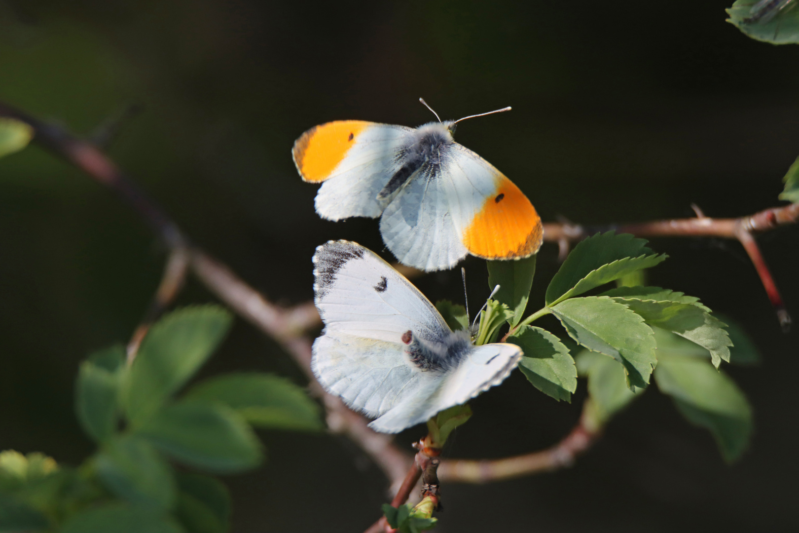 Paarung der Schmetterlinge