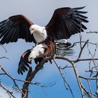 Paarung der Schreiseeadler (African Fish Eagle)