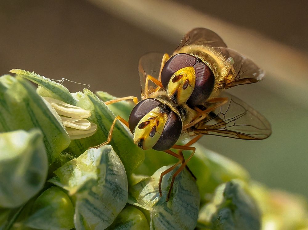 Paarung der Schwebefliegen