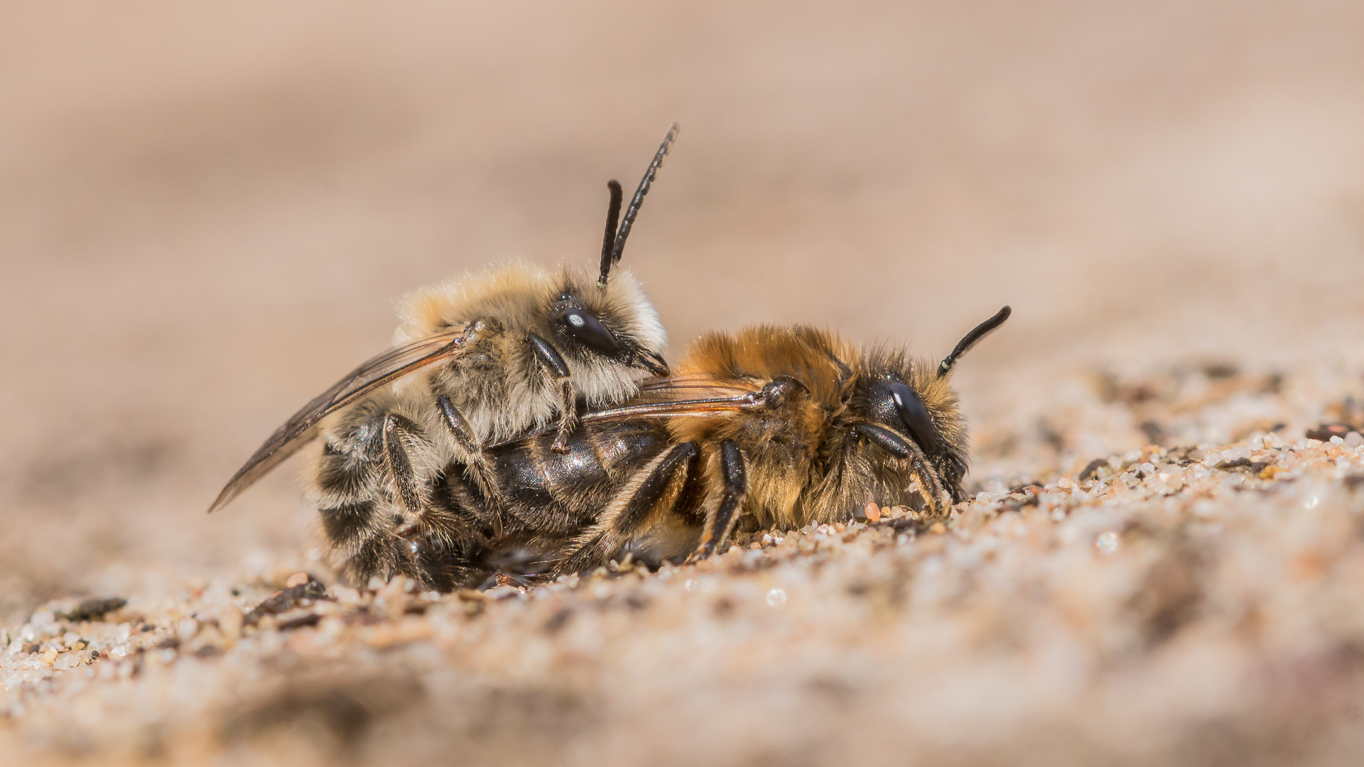 Paarung der Seidenbienen