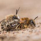 Paarung der Seidenbienen