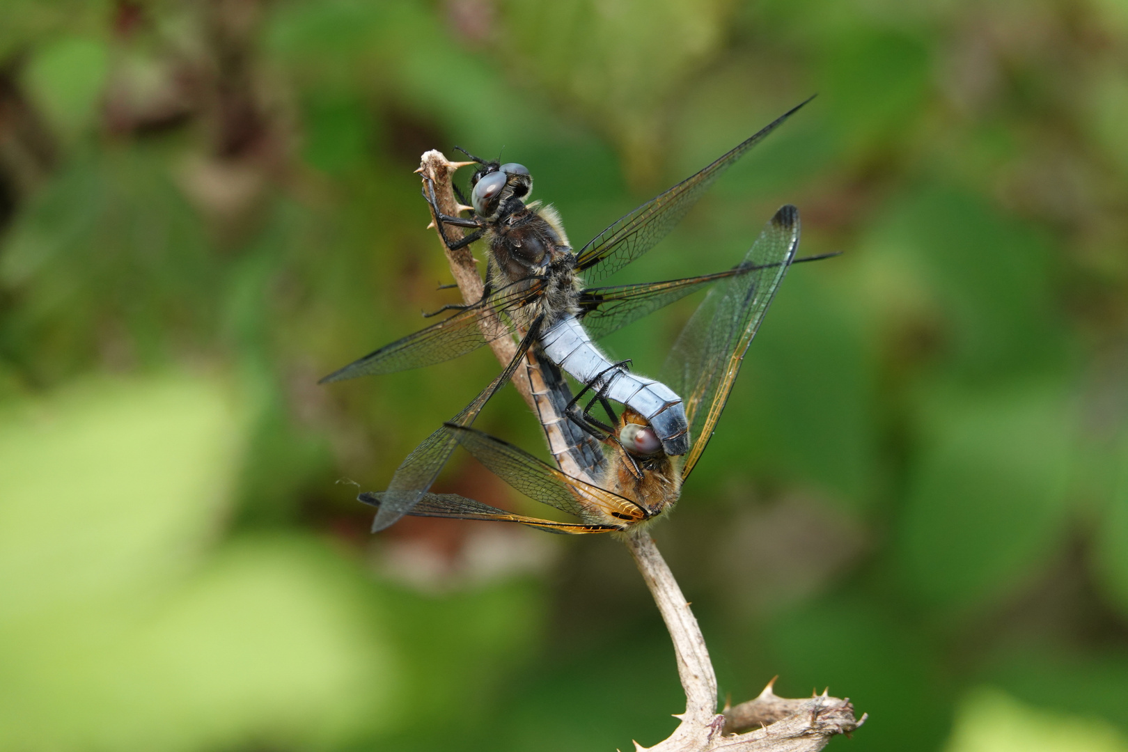 Paarung der Spitzfleck Libelle 