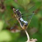 Paarung der Spitzfleck Libelle 