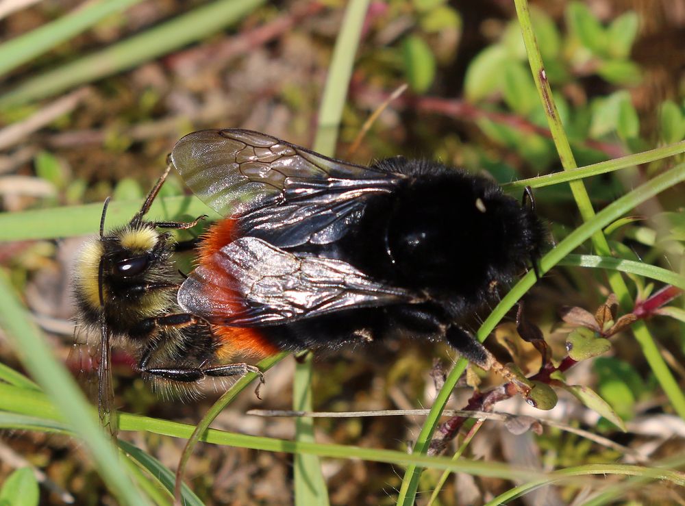 Paarung der Steinhummel