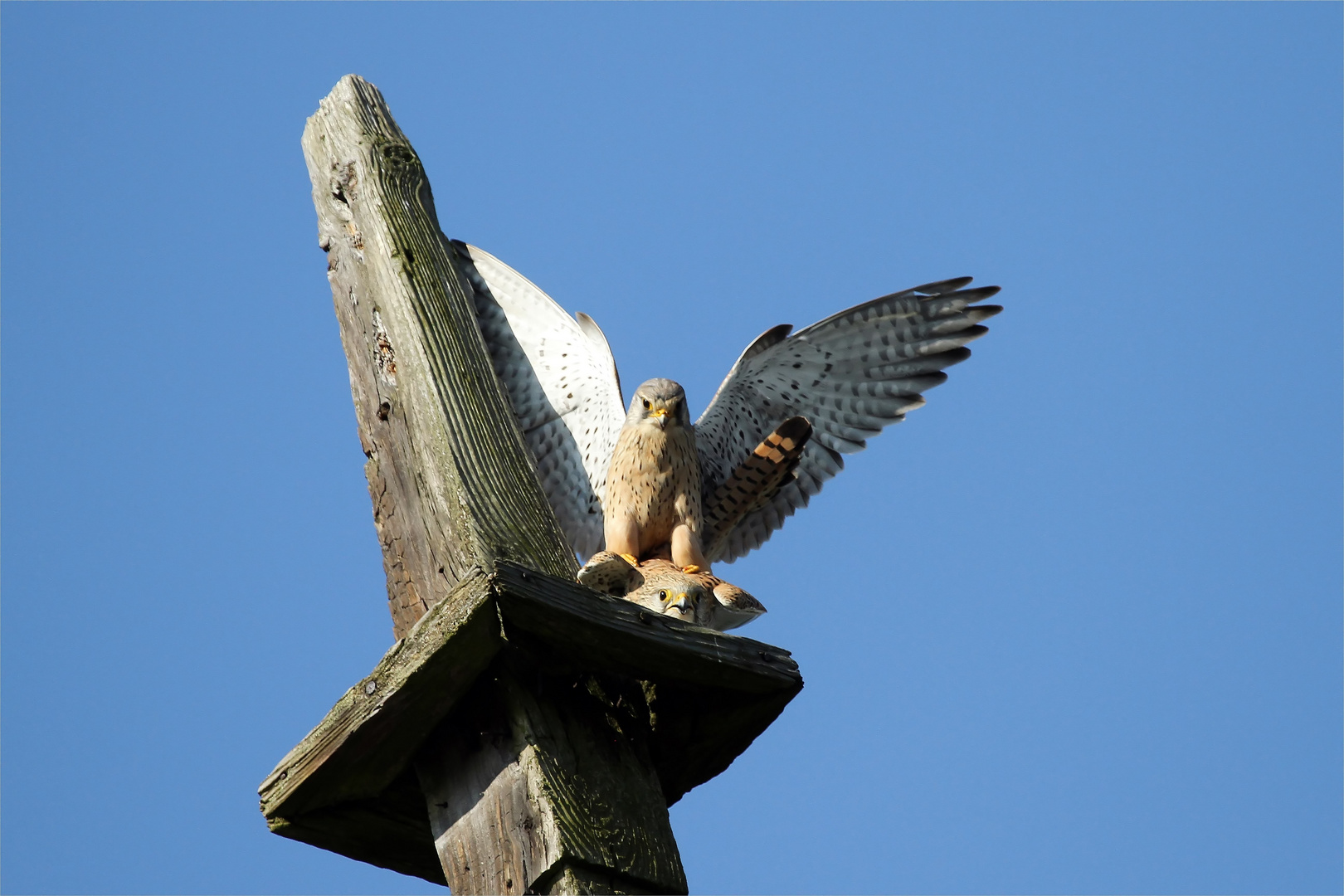 Paarung der Turmfalken