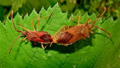 Paarung der Wanze Gonocerus acuteangulatus, rechts das Weibchen.