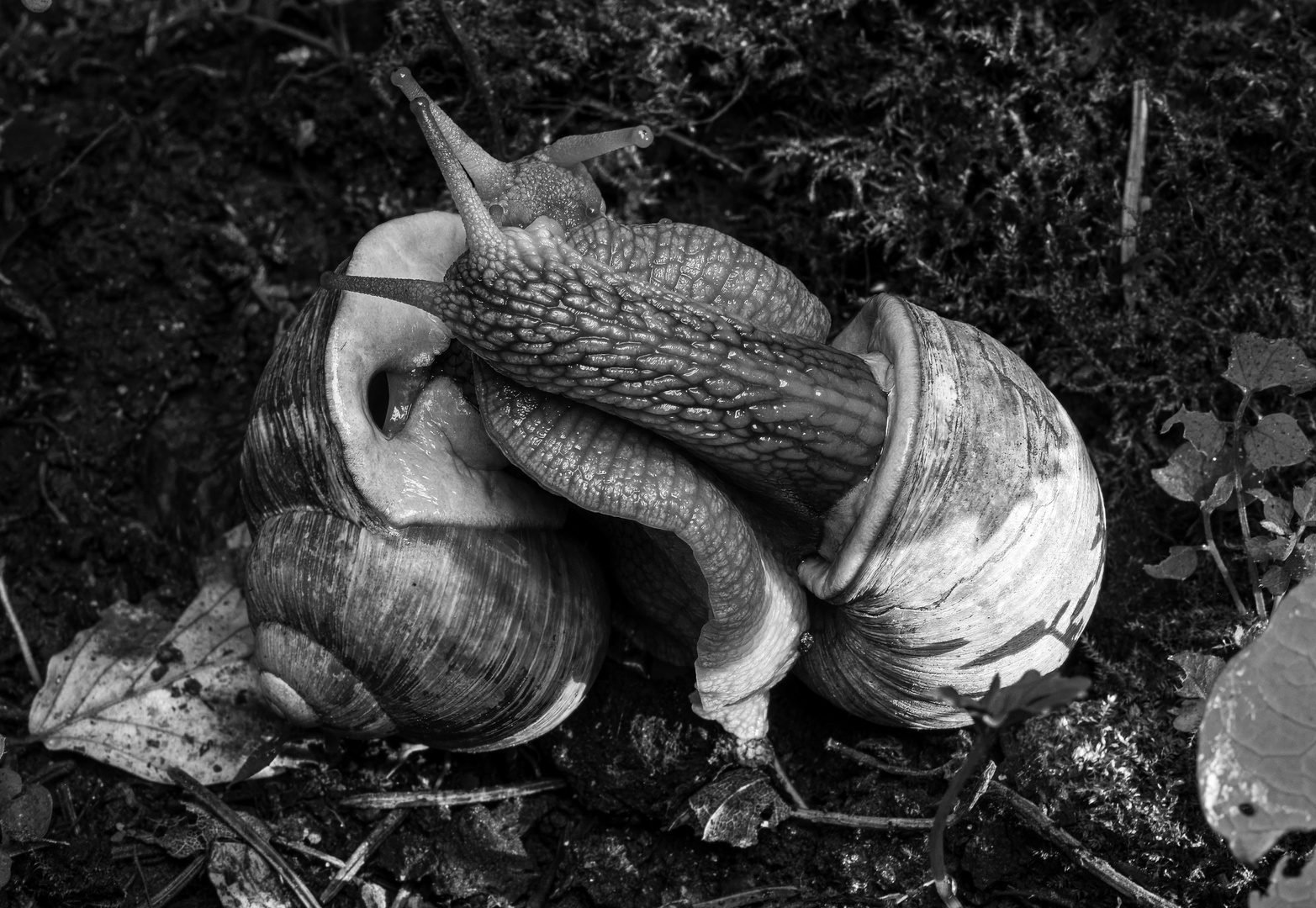 Paarung der Weinbergschnecken (s/w)